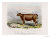 6-Year Old Kerry Cow Owned by the Earl of Clare Lámina giclée por Nicholson & Shields