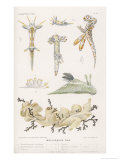 Selection of Molluscs Giclee Print by P. Lackerbauer