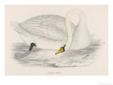 Polish Swan Giclee Print by Reverend Francis O. Morris