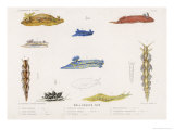 Selection of Molluscs Giclee Print by P. Lackerbauer
