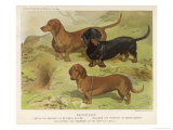 Three Varieties of Dachshund, Smooth Red and Black-And-Tan Giclee Print by Vero Shaw