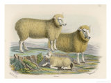 Ryeland Sheep: Ram and Ewe Bred by Mr. Tomkins of Kingspion Herefordshire Giclee Print by Nicholson & Shields 