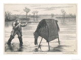 Shooting Wildfowl with the Aid of a Stalking Horse Giclee Print by W.j. Palmer