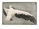 Pelican with Outspread Wings Reproduction procédé giclée par Walther Klemm