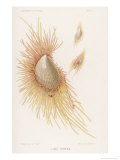 Lima Tenera a Variety of Shellfish with Orange Feathery Bits reproduction procédé giclée par P. Lackerbauer