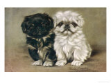Black and a White Pekingese Puppy Sit Close Together Reproduction procédé giclée par P. Kirmse