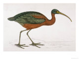 Side View of an Ibis with Green and Red Feathers reproduction procédé giclée par Reverend Francis O. Morris