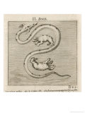 Draco the Dragon reproduction procédé giclée par Gaius Julius Hyginus