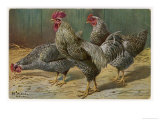 Black-Speckled Cock and Hens, Probably Silver-Laced Wyandottes Giclee Print by A. Schonian Black-Speckled Cock and Hens, Probably Silver-Laced Wyandottes Giclee Print by A. Schonian