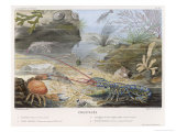 P. Lackerbauer - An Attractive Blue Lobster with Red Feelers and a Crab and a Shrimp and Some Other Crustacea - Giclee Baskı