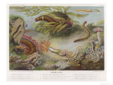 Annelides (A Type of Marine Worm) on the Sea Bed Giclee Print by Quatrefages 