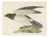 Hen Harrier Giclee Print by Reverend Francis O. Morris Hen Harrier Giclee Print by Reverend Francis O. Morris