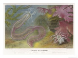 Duvernoy's Synapte and Other Deep Sea Creatures Lámina giclée por P. Lackerbauer Duvernoy's Synapte and Other Deep Sea Creatures Lámina giclée por P. Lackerbauer