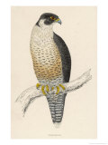 Peregrine Falcon Giclee Print by Reverend Francis O. Morris