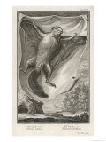 Flying Squirrel Sciuridae Pteromys or Sciuropterus Giclee Print by I.g. Pintz