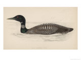 Great Northern Diver (Colymbus Glacialis) Also Known as the Immer- or Ember-Goose Giclee Print by Reverend Francis O. Morris