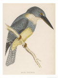 North American Belted Kingfisher Reproduction procédé giclée par Reverend Francis O. Morris