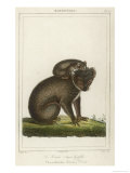Koala Bear Carrying Its Young Giclee Print by Lecerf 