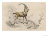 The European Ibex Reproduction procédé giclée par Lizars 