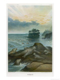 Seals on a Rock reproduction procédé giclée par P. Lackerbauer