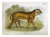 Tiger Giclee Print by R. Lydekker