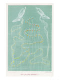 Galeolaria of the Orange Variety Giclee Print by P. Lackerbauer
