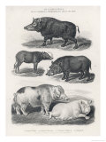 Wart Hogs Giclee Print by J. Scott