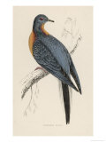 Passenger Pigeon Reproduction procédé giclée par Reverend Francis O. Morris