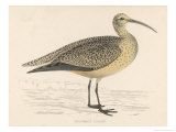 Eskimo Curlew Giclee Print by Reverend Francis O. Morris
