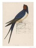 Swallow Giclee Print by Reverend Francis O. Morris