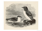 Little Auk Mergulus Alle Giclee Print by Howard Saunders