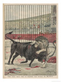 Bull and Lion Fight Lámina giclée por Alfred Pronier