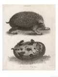 Common Hedgehog Seen from Two Different Angles Giclee Print by J. Pass