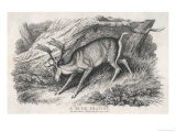 Buck Frays Its Antlers Giclee Print by Howitt
