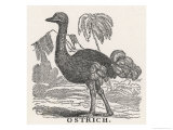 Profile View of an Ostrich Within a Landscape of Hills and Palm Trees Lámina giclée por Laura Marshall Profile View of an Ostrich Within a Landscape of Hills and Palm Trees Lámina giclée por Laura Marshall