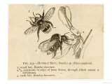 Humble Bees Giclee Print