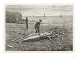 Architeuthis Princeps Stranded on a Newfoundland Beach Giclee Print