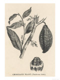 Cocoa (Or Chocolate) Plant Bearing Fruit Theobroma Cacao Giclée-Druck