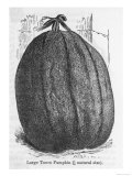 Large Tours Pumpkin Giclee Print
