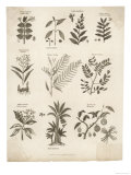 Mimosa Pepper Nutmeg Camphor and Other Herbs and Plants Giclée-Druck