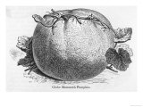 Globe Mammoth Pumpkin Giclee Print