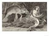 Mermaid Compared with the Manatee at the Zoological Gardens London Reproduction procédé giclée
