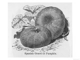 Spanish Gourd or Pumpkin Giclee Print