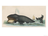 Whale, c.1870 Giclée-Druck