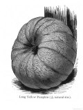 Long Yellow Pumpkin Giclee Print