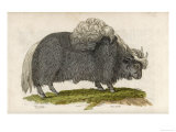 Yak Giclee Print