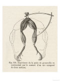 Experiment Devised by Luigi Galvani Showing Movement of Frog Legs Due to Electrical Current, Giclee Print