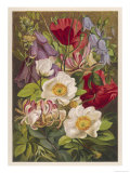 Flowers of July and August reproduction procédé giclée