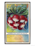 Leonard's White Tipped Scarlet Turnip Radish Leonard's White Tipped Scarlet Turnip Radish