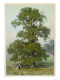 Common Elm Reproduction procédé giclée